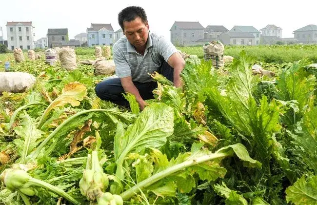 榨菜怎样栽培才会高产