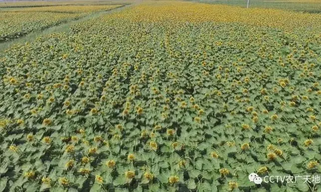 五原县葵花节探秘向日食葵巴美羊