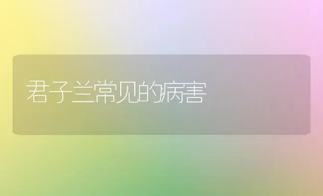 君子兰常见的病害 | 植物病虫害