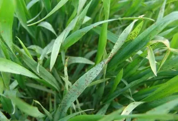 麦田麦蜘蛛怎么防治和治疗