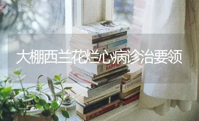 大棚西兰花烂心病诊治要领 | 蔬菜种植