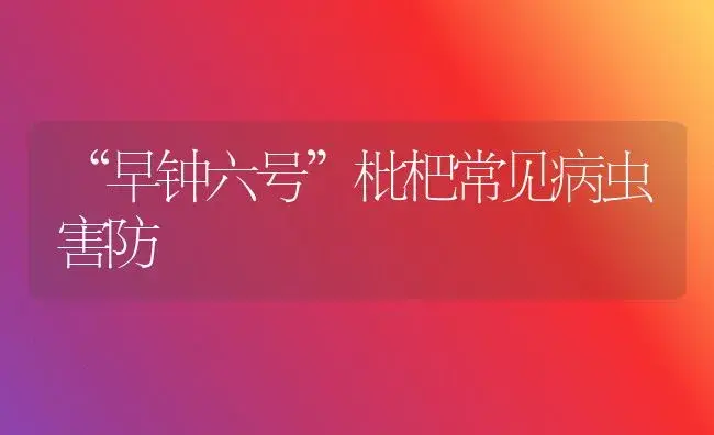 “早钟六号”枇杷常见病虫害防 | 植物病虫害