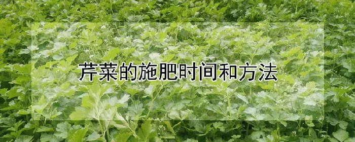 芹菜的施肥时间和方法