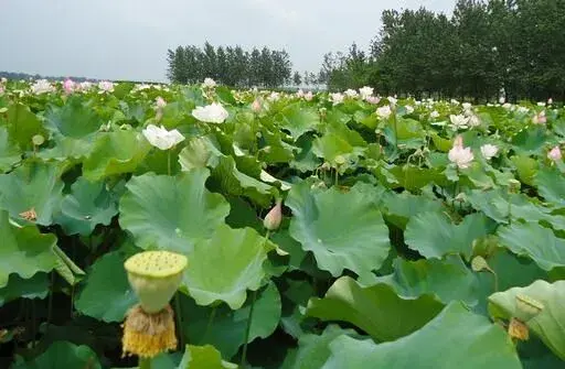 夏秋天莲藕叶疫病如何防治和治疗