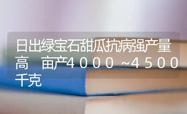 日出绿宝石甜瓜抗病强产量高 亩产4000～4500千克 | 蔬菜种植