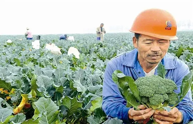 预防西兰花早期抽薹的办法