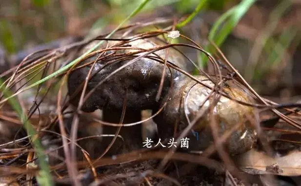 南华县野生菌探秘