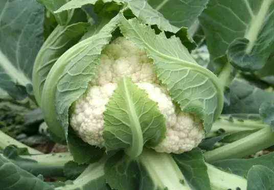 秋天连阴雨天气蔬菜管理技术要点