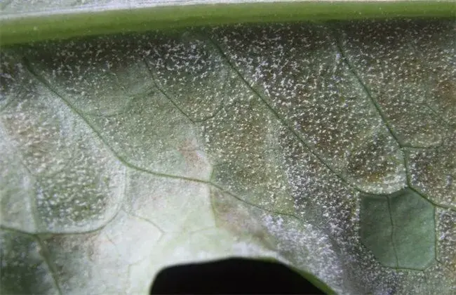 油麦菜的田间管理技术