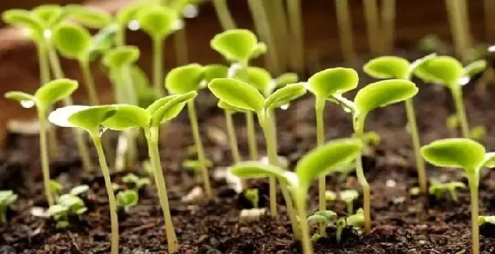 选购种子掌握这些手法，避免买到假种子！