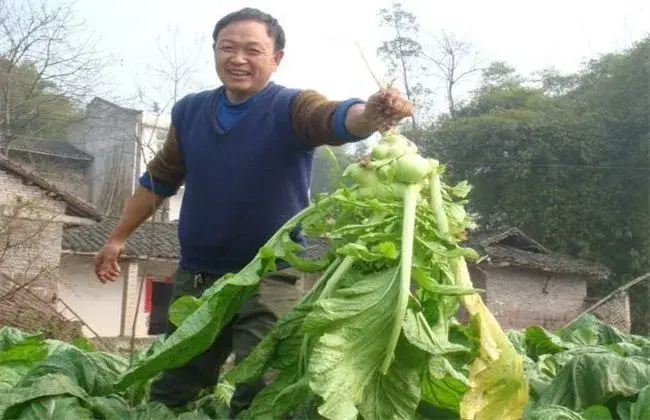 榨菜栽培的田间管理