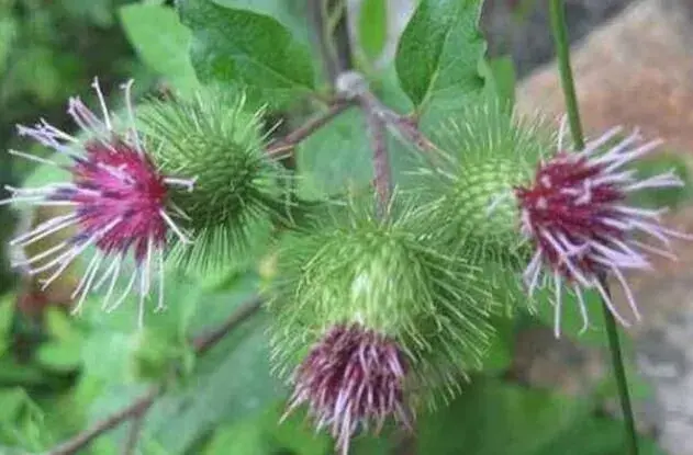 如何种植牛蒡子才能长势喜人？