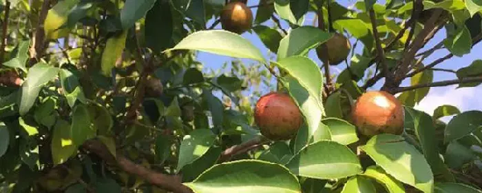 油茶栽培技术要点