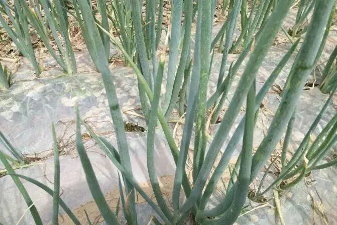 大葱地膜覆盖制种技术