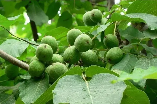 早实核桃省力化种植技术