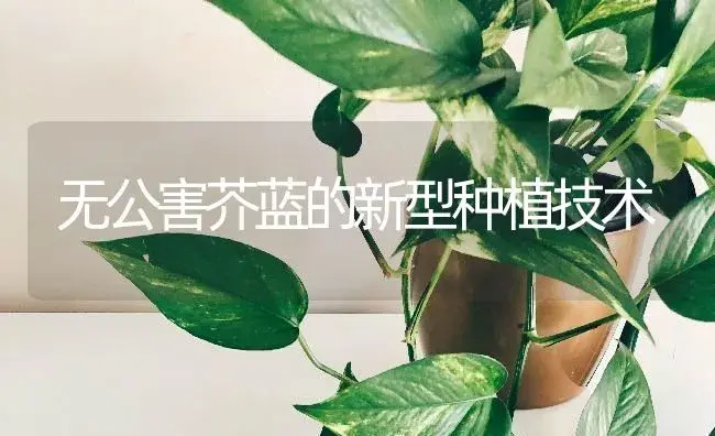 无公害芥蓝的新型种植技术 | 蔬菜种植