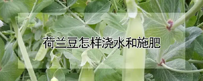 荷兰豆怎样浇水和施肥