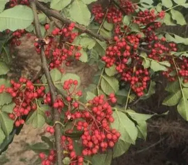 2018年种植花椒前景如何？每亩利润怎样？