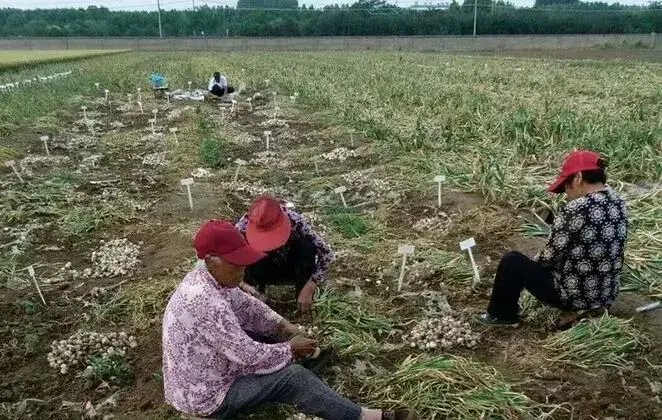 独头蒜栽培技术