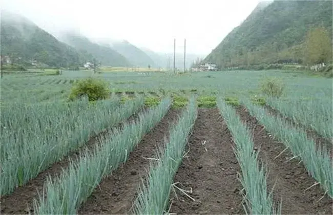 大葱的育苗技术