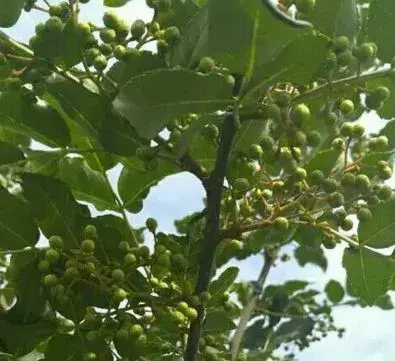 2018年种植花椒前景如何？每亩利润怎样？