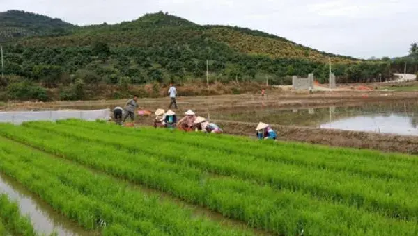 种水稻合理追施水稻孕穗肥促高产