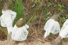 林地坑式竹荪种植法