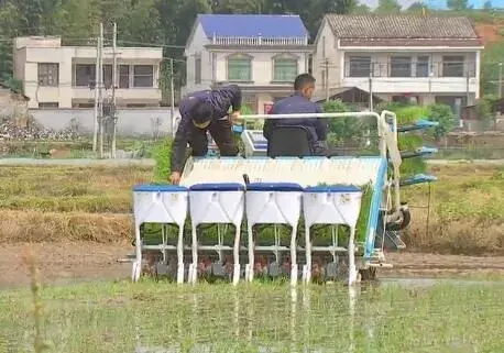 神了 水稻施肥机也能走穴