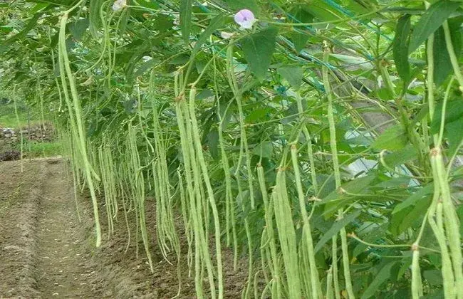 豆角栽培的时间与办法