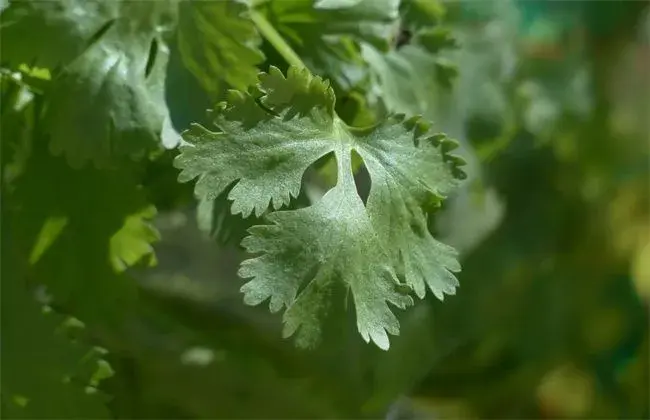 香菜栽培的小心事项