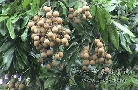 怎么种龙眼 “土专家”龙眼栽培的四个好办法