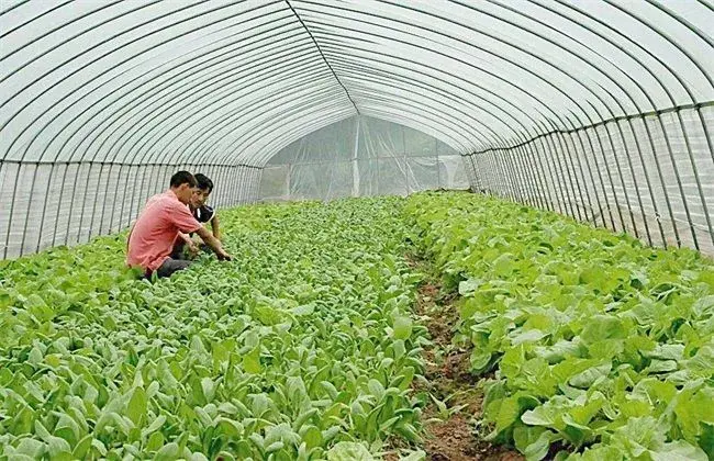 青菜的栽培措施