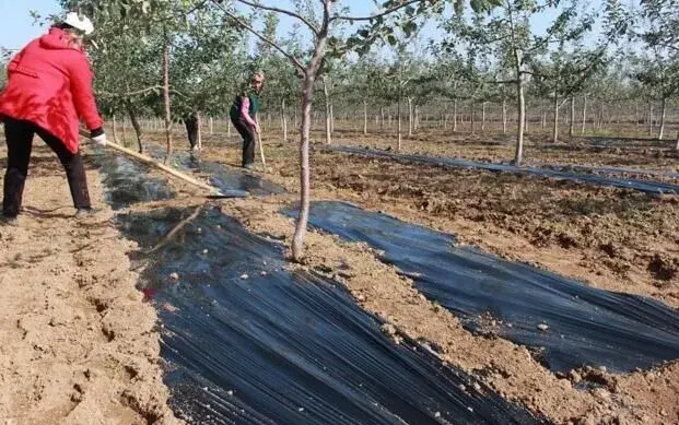 雨季果树管理堤防事项