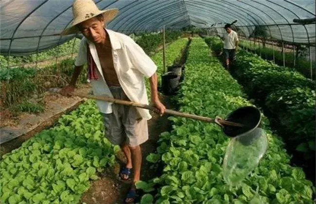 夏天白菜栽培管理要点