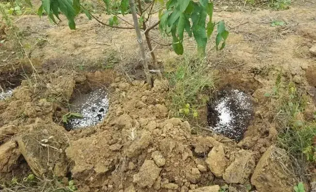 桃树种植实用技术