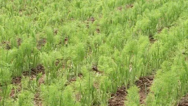 茴香的种植方法和时间，春秋两季播种，注意种子的处理及施肥