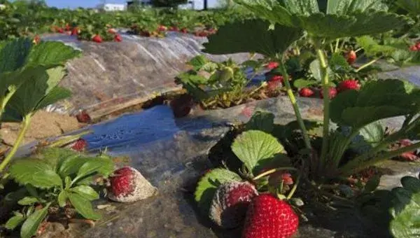 草莓灰霉病特效药，主要用异菌脲、菌核净、咯菌腈及多抗霉素