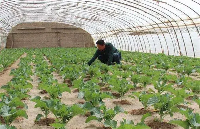 西葫芦高产种植技术