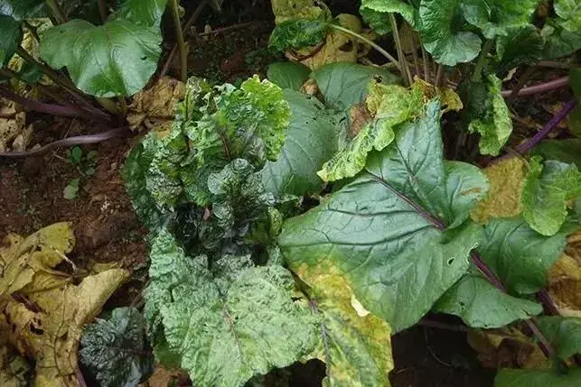 红菜薹常见病害的症状特性及防治和治疗技术