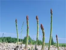 芦笋种植期间的病虫害防治