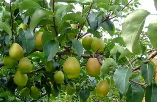 红香酥梨种植技术