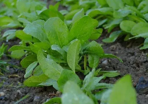 “营养模范生”菠菜的种植方法介绍！多久能收获？