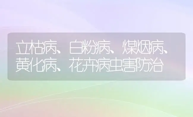 立枯病、白粉病、煤烟病、黄化病、花卉病虫害防治 | 植物病虫害