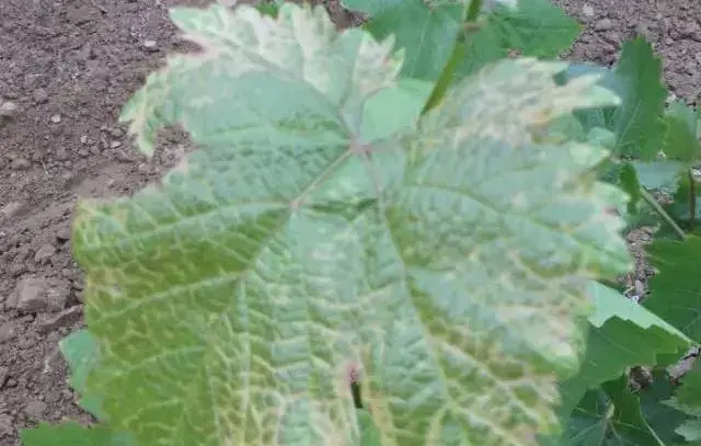 葡萄白粉病高发季节及防治指南