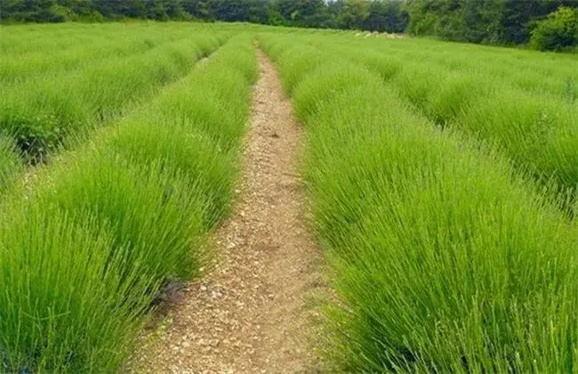 芦笋的施肥技术