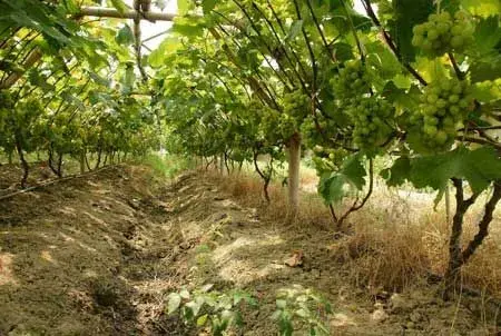 葡萄栽培及夏天土、肥、水管理技术