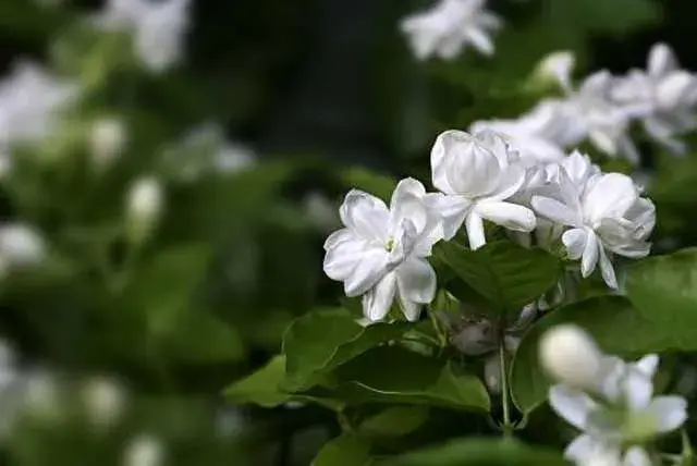 茉莉种植技术及病虫害防治和治疗办法