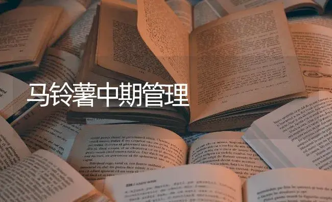 马铃薯中期管理 | 蔬菜种植