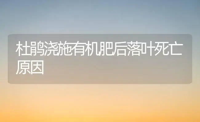 杜鹃浇施有机肥后落叶死亡原因 | 植物肥料