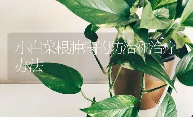 小白菜根肿病的防治和治疗办法 | 蔬菜种植